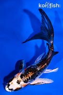 4.75" ARAGOKE BENI KIKOKURYU BUTTERFLY