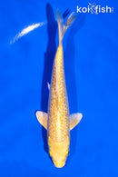 6" GINRIN YAMABUKI OGON