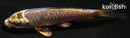 4.25" DOITSU METALLIC OCHIBA SHIGURE
