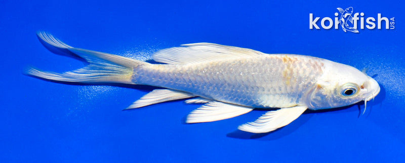 5.5" GINRIN PLATINUM OGON BUTTERFLY