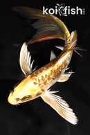 7.5" GINRIN ARAGOKE KIN KIKOKURYU BUTTERFLY