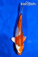 5.5" KUJAKU