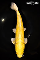 12.5" YAMABUKI OGON