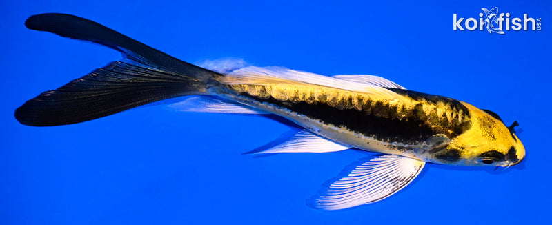 5.25" KIN KIKOKURYU BUTTERFLY