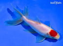 6" TANCHO WATONAI GOLDFISH