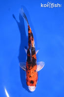 6" YAMATO NISHIKI