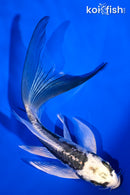 6" KIKOKURYU BUTTERFLY