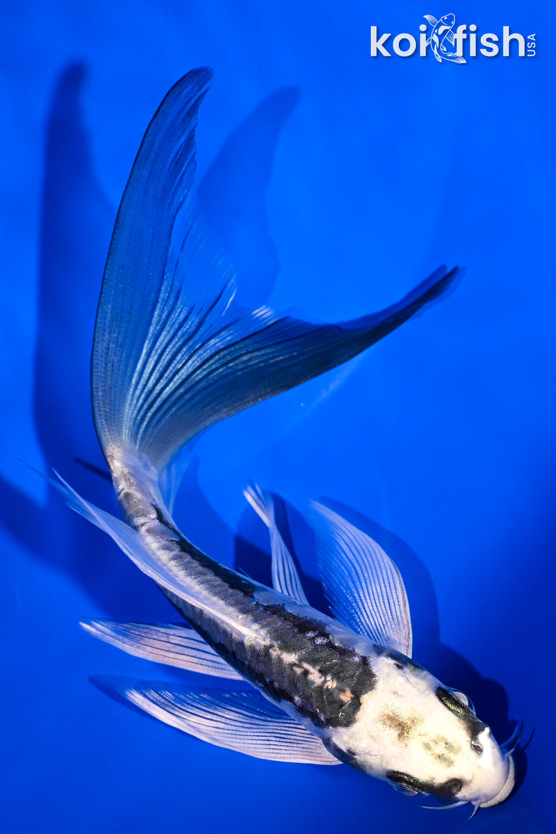 6" KIKOKURYU BUTTERFLY