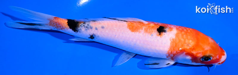 6.5" SANKE