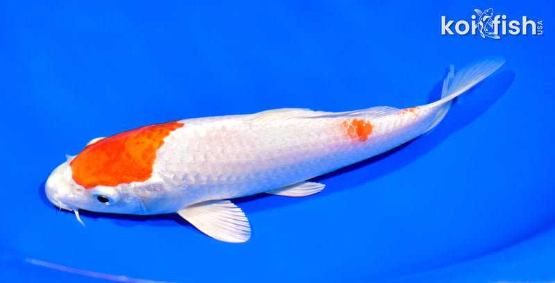 7" HARIWAKE
