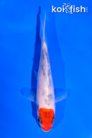 4.5" HOODED SANKE