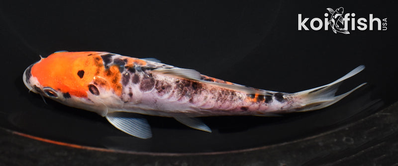 6" ARAGOKE GOSHIKI