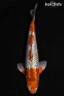 15.75" GINRIN OCHIBA SHIGURE