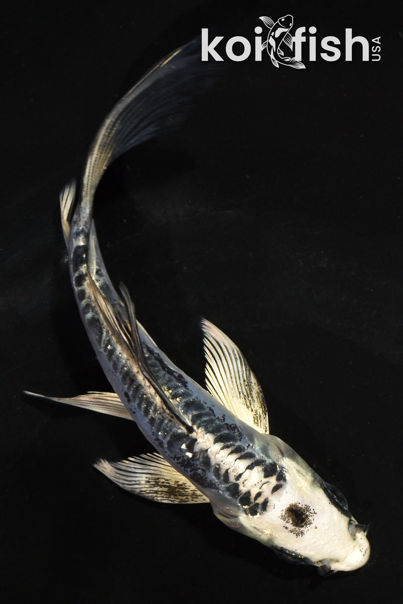 5" KIKOKURYU BUTTERFLY