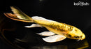 8.25" KIN KIKOKURYU BUTTERFLY