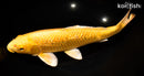 13" GINRIN YAMABUKI OGON