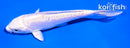 5" DOITSU PLATINUM OGON