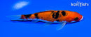 5.5" AKA SANKE
