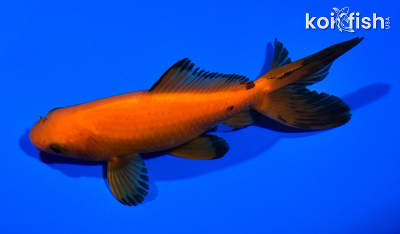 5.25" WAKIN GOLDFISH