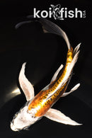 8" KIN KIKOKURYU BUTTERFLY