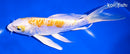 7.25" ARAGOKE LEMON HARIAKE BUTTERFLY