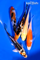 PACK OF (5) 4-5" STANDARD KOI