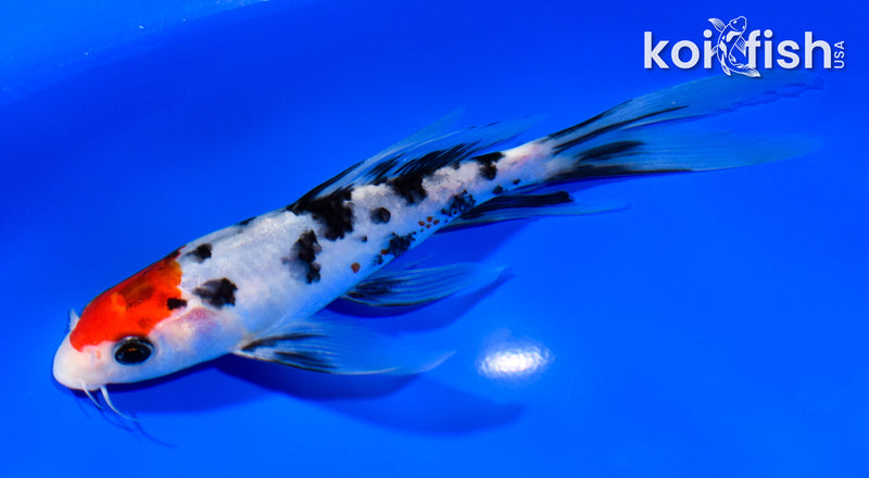 7" SANKE BUTTERFLY