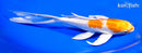 7.5" GINRIN HARIWAKE BUTTERFLY