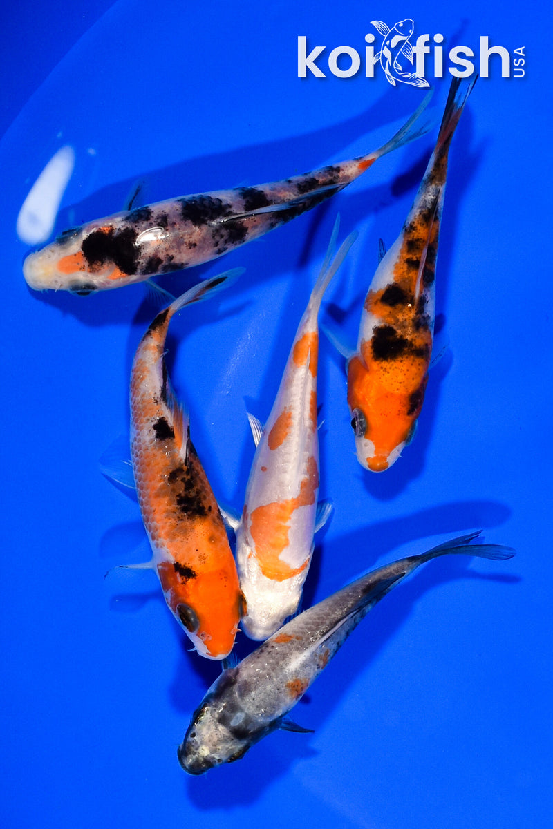 PACK OF (5) 3.25"- 3.5" STANDARD KOI