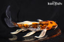 6.75" DOITSU KUJAKU BUTTERFLY