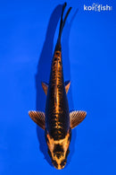 6.5" BENI KIKOKURYU