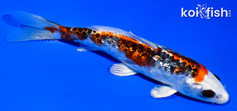 5.5" GINRIN ARAGOKE KUJAKU