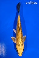 5.5" KI MATSUBA