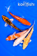 PACK OF (5) 4-4.25" STANDARD KOI