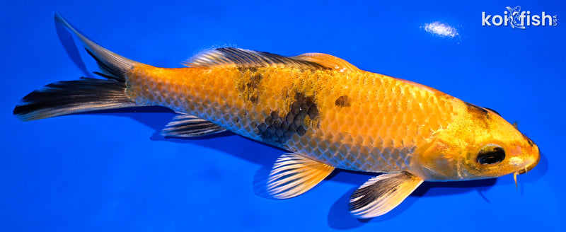 7.5" KIN HI UTSURI