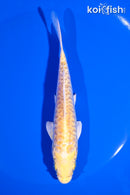 5.5" DOITSU YAMABUKI OGON