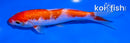 5.5" GINRIN KOHAKU