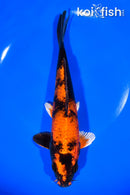 8.25" KIN HI UTSURI
