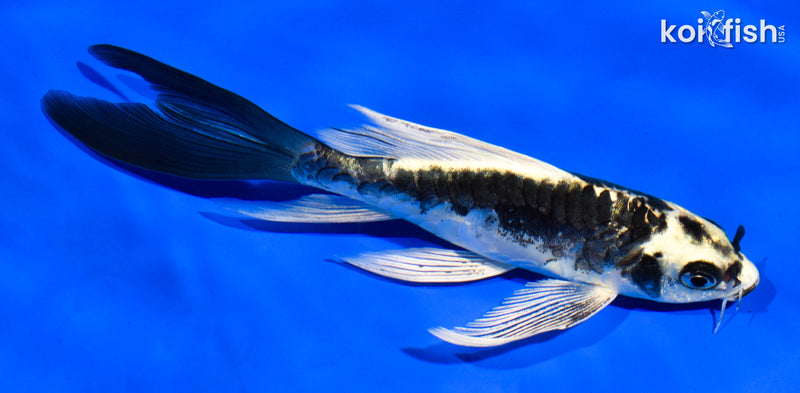 5.5" KABUTO BUTTERFLY