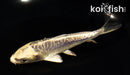 5" KIN KIKOKURYU