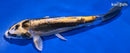 7" KIN KIKOKURYU