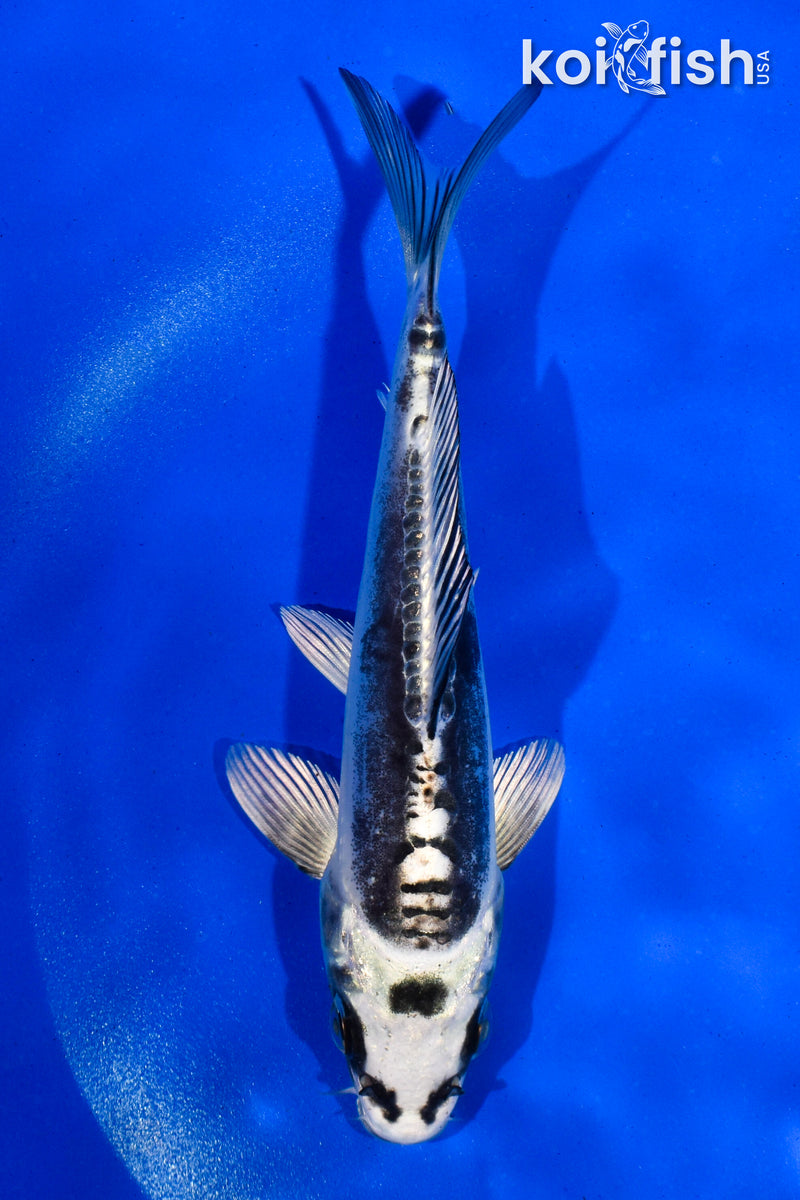 5" KIKOKURYU