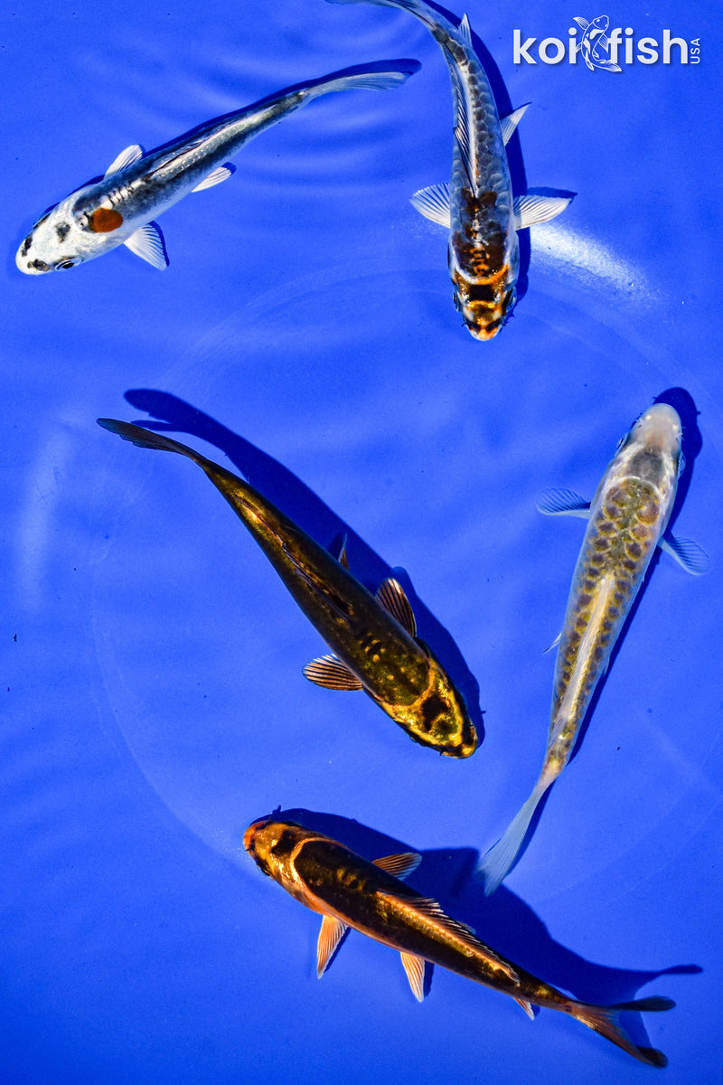 PACK OF (5) 3-4" STANDARD GHOST KOI