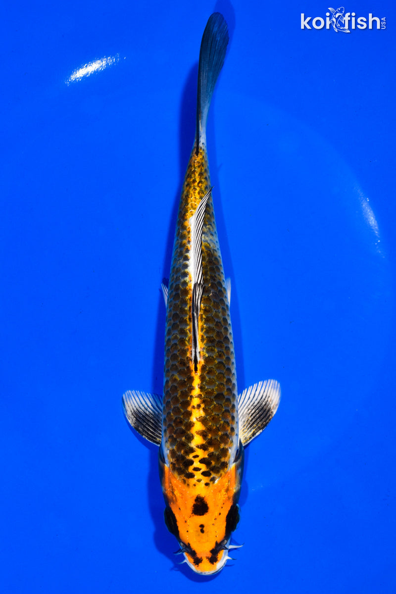 7.5" KUJAKU