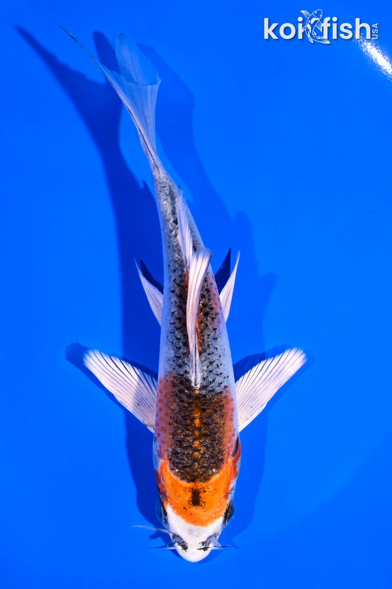 5.5" KUJAKU BUTTERFLY