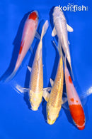 PACK OF (5) 3.75-4.25" STANDARD KOI