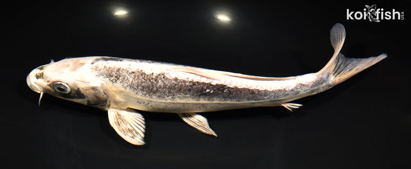 11" KIKOKURYU