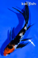 5.5" SANKE BUTTERFLY