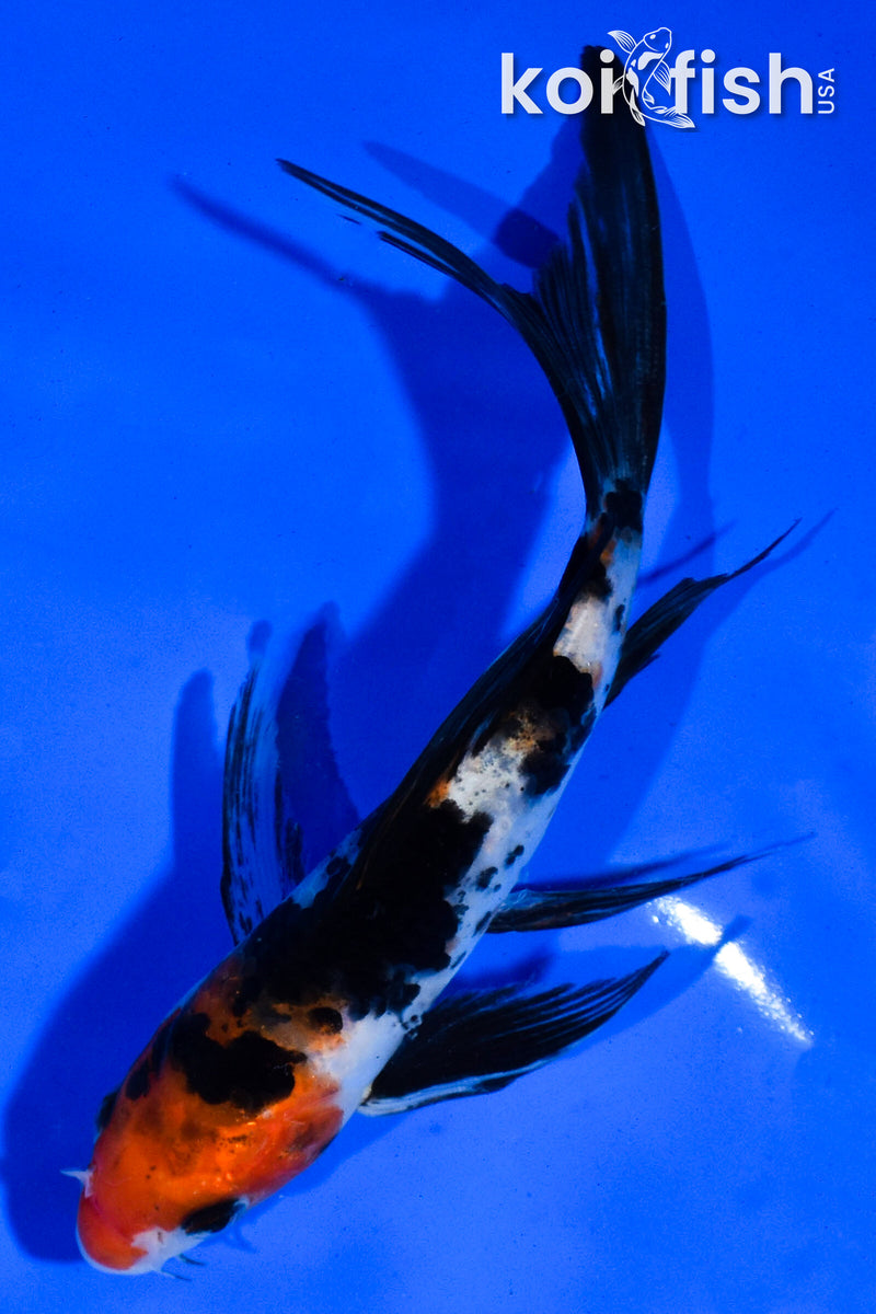 5.5" SANKE BUTTERFLY