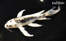 8.5" KIKOKURYU BUTTERFLY